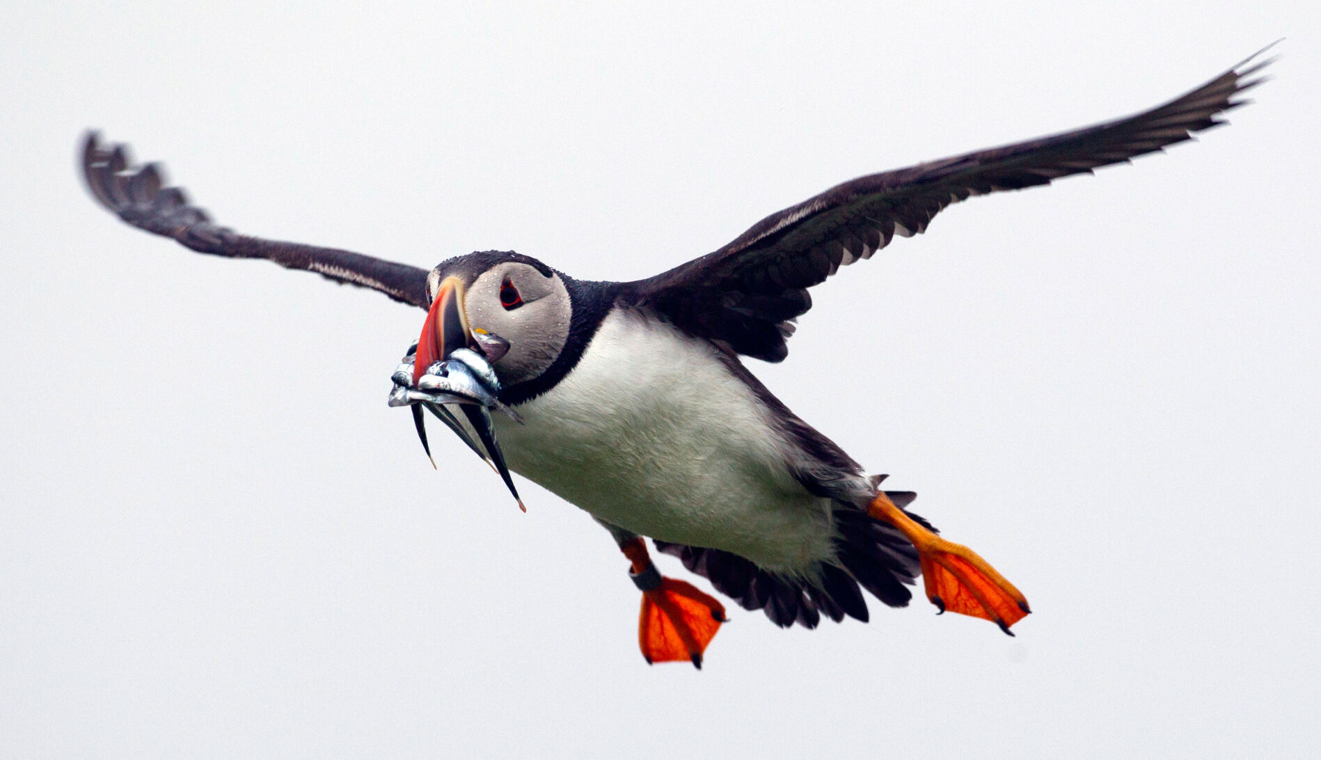 Puffin Peril